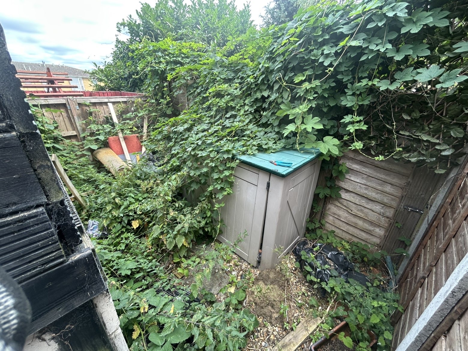Overgrown garden corner covered in ivy and weeds before clearance